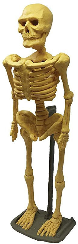 Human Skeleton Modelling Clay Kit