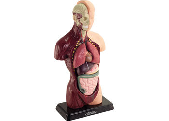 Australian Geographic - Human Anatomy Model 27cm 8 piece