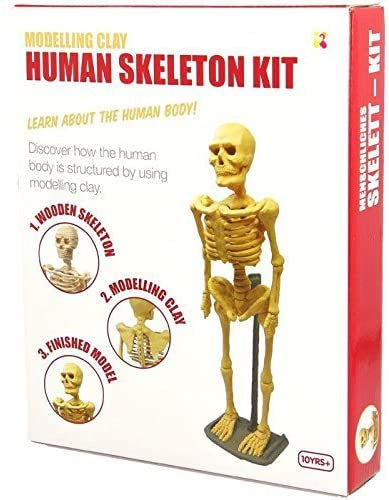 Human Skeleton Modelling Clay Kit