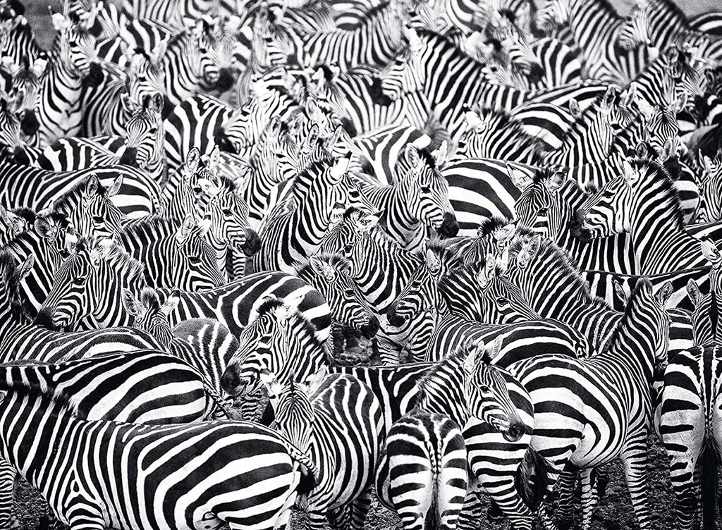 Zebra Challenge Puzzle 500pc